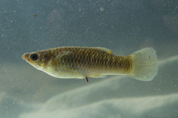 Wild/Common Molly