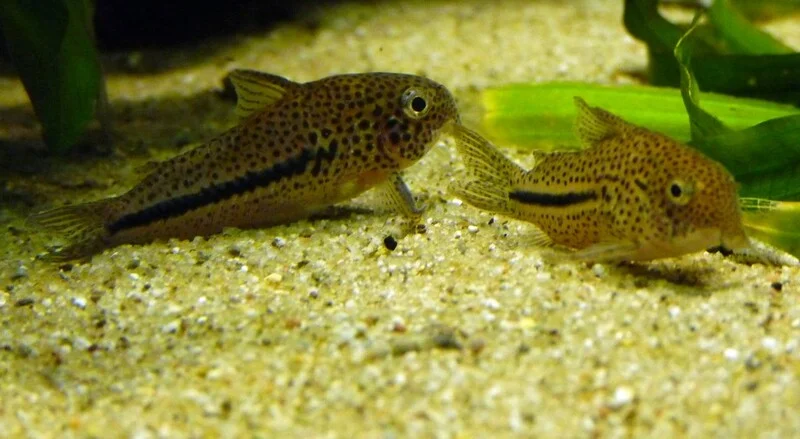 Corydoras fish
