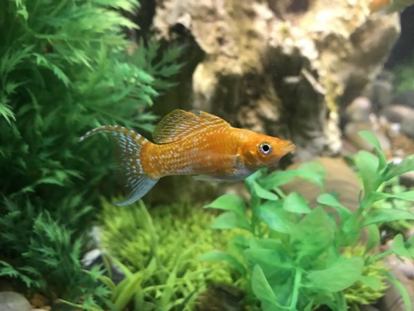 Creamsicle Sailfin Lyretail Molly