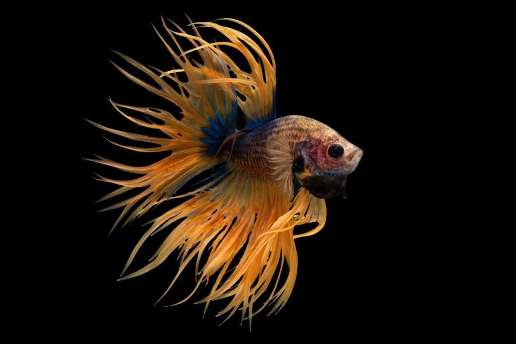Crowntail has a crown-like tail 