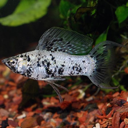 Dalmatian Lyretail Molly