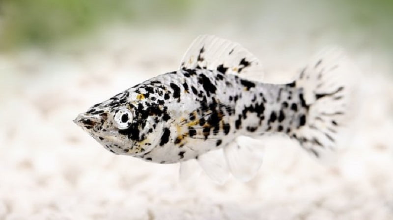 Dalmatian Molly