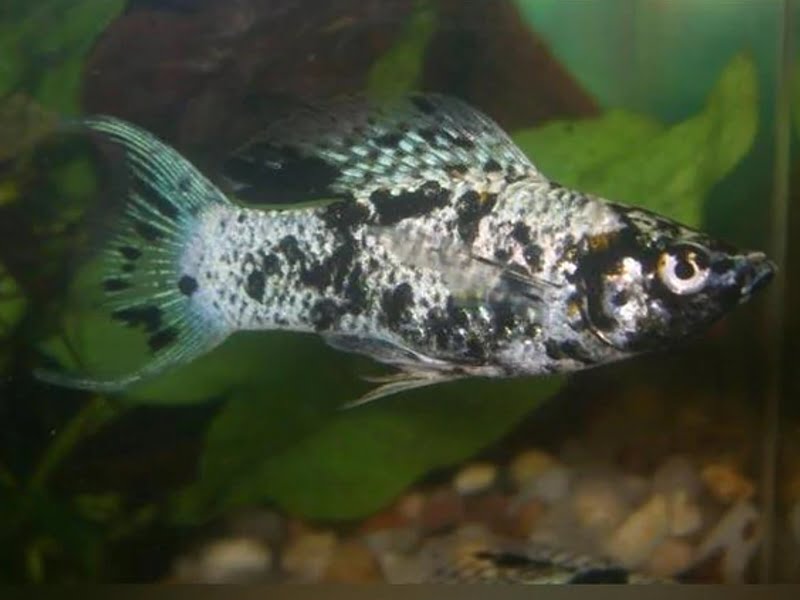 Dalmatian Molly's tail has suddenly become blue