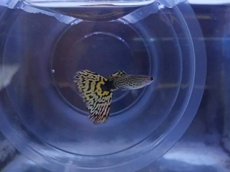 Delta tail guppy