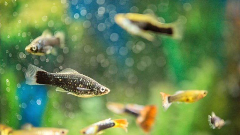 Do Molly Fish Eat Their Babies? (How To Protect The Fries)