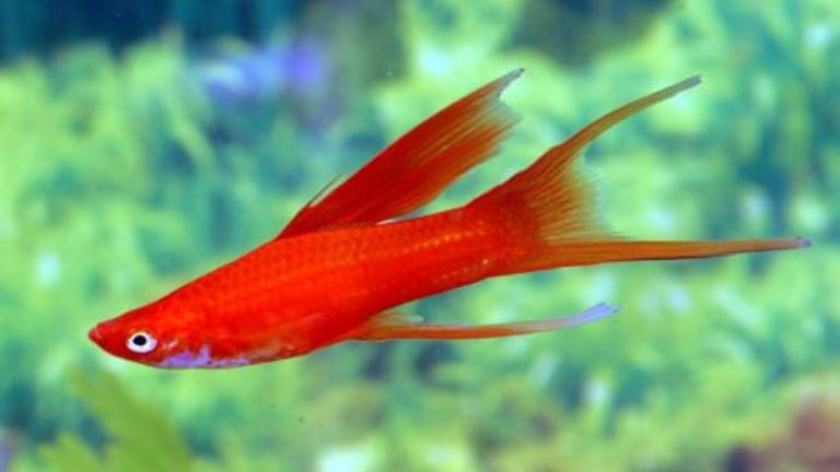 Everything You Need To Know About Double Swordtail Fish Care