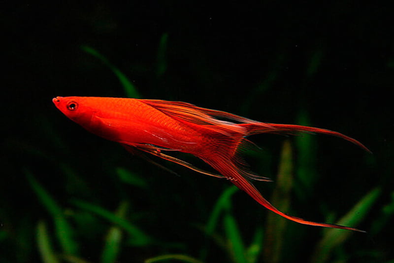 Double Swordtail Fish appearance