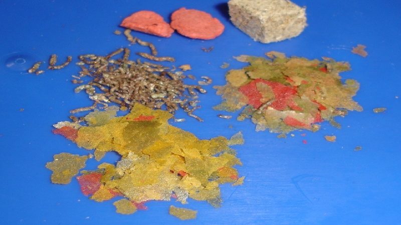 Dried food for killifish