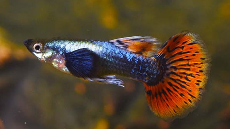 3 Things About Dumbo Guppy Fish That New Aquarists Need To Know