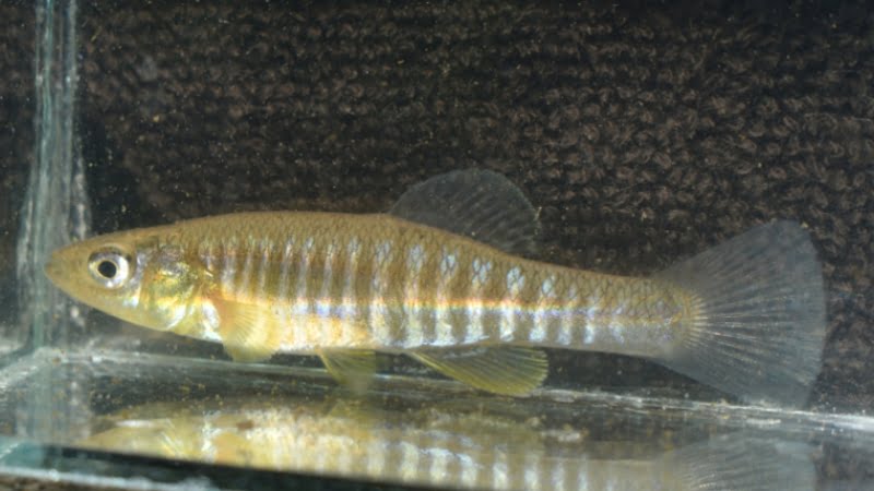 Eastern Banded Killifish Are Endangered - Chatacteristics And Scarcity