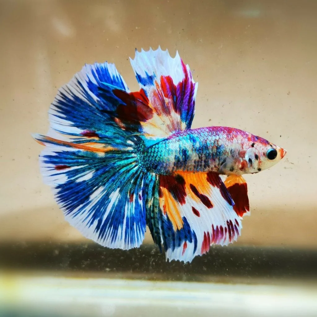 Fancy Betta looks like a beautiful painting