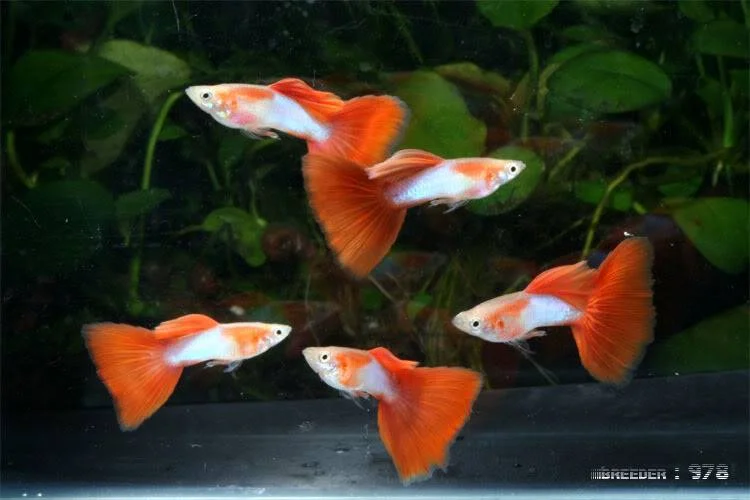 Fancy guppy