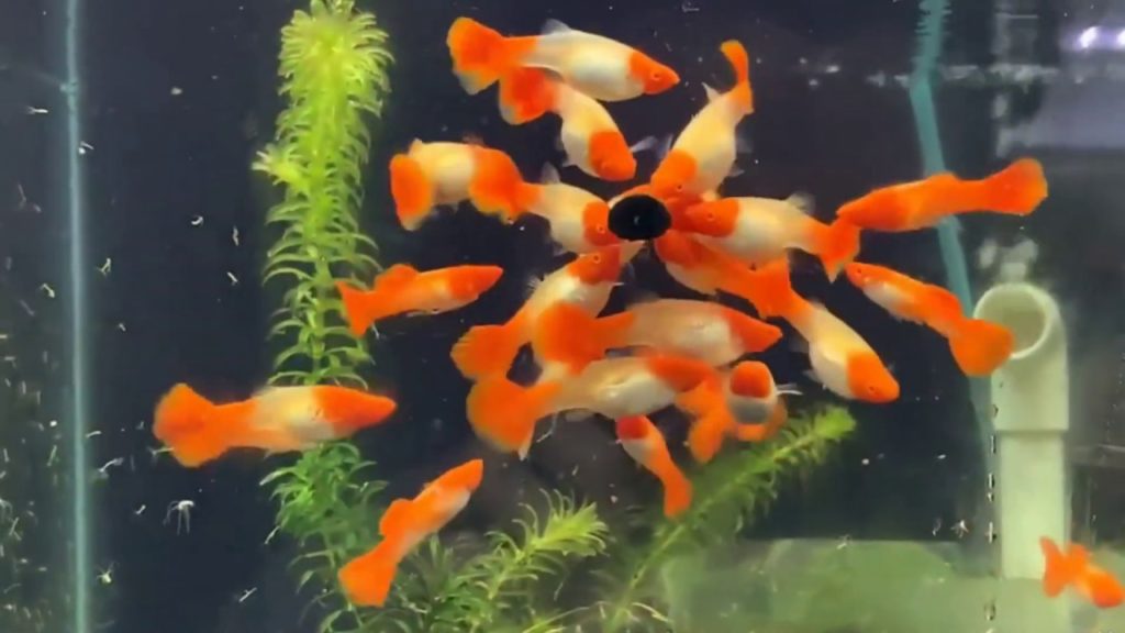 Feeding adult Guppies two or three times per day