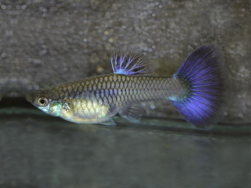Female guppies' tails look much more "dressed down"