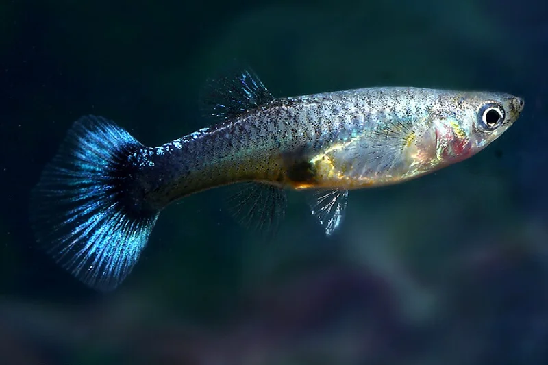 Female Guppies