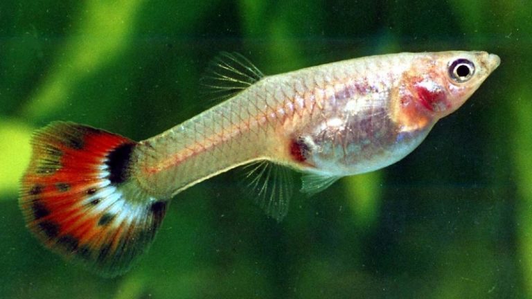 5 Easy Tricks To Tell Female Guppy Fish From Males
