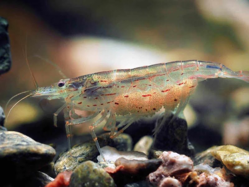 Freshwater Aquarium Shrimp