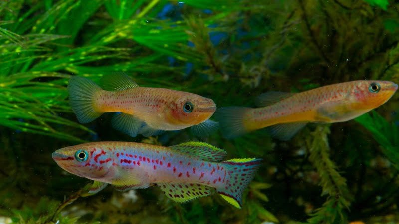 To Get Effective Gardneri Killifish Breeding: Which Methods?