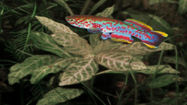 Gardneri Killifish Eggs: What Is The Top Way To Raise Them?