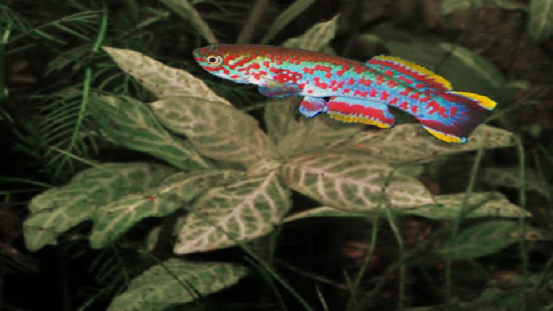 Gardneri Killifish Eggs: What Is The Top Way To Raise Them?