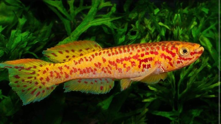 5 Gardneri Killifish Tank Mates That Will Make You Satisfied