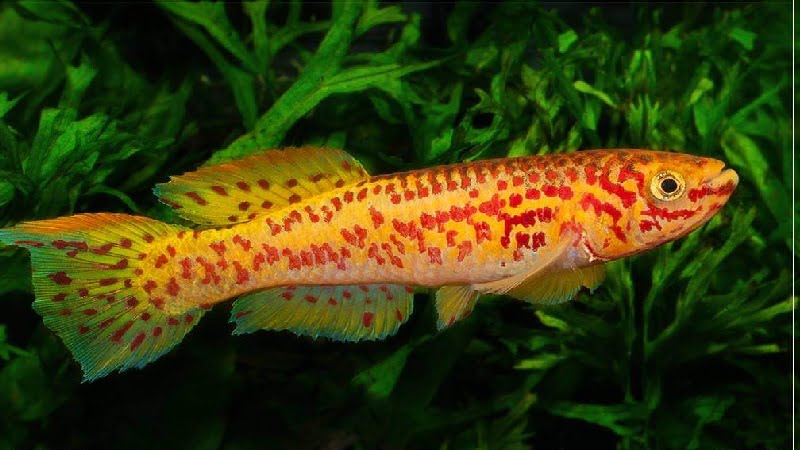 5 Gardneri Killifish Tank Mates That Will Make You Satisfied