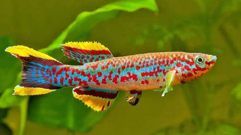 All Important Things You Should Clear When Intending To Raise A Gardneri Panchax Killifish