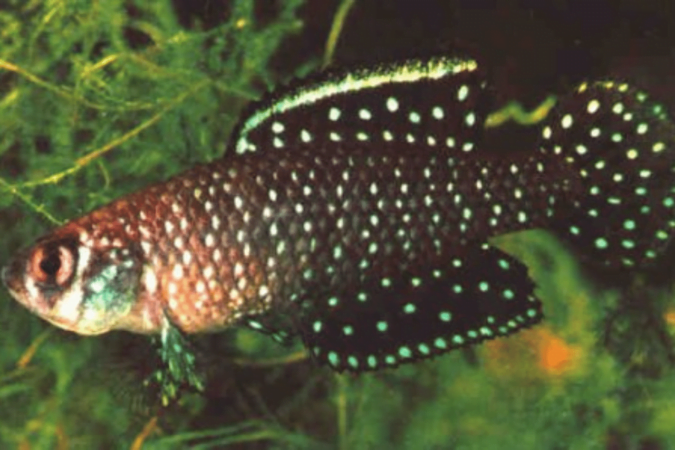 General information about Black Pearl Killifish