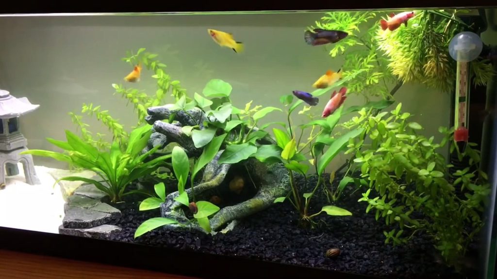 Give your betta tank a lot of plants and hiding places 