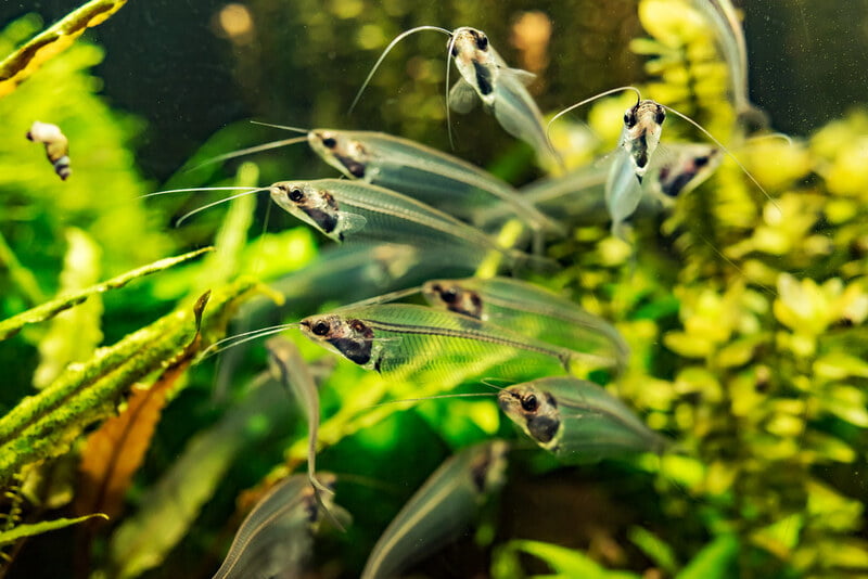 Glass Catfish