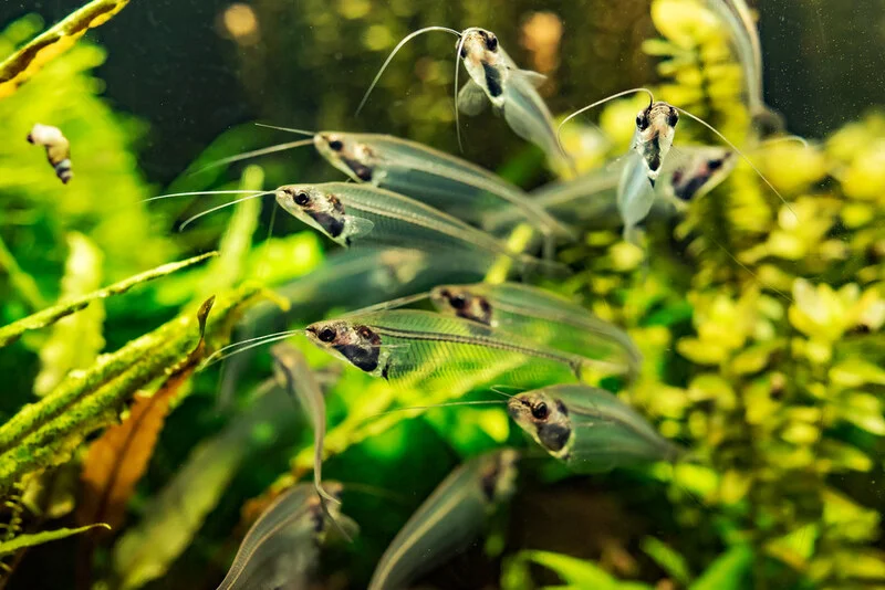 Glass Catfish