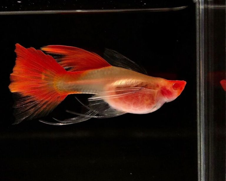 Top 10 Guppy Fish Species To Enjoy In Free Time