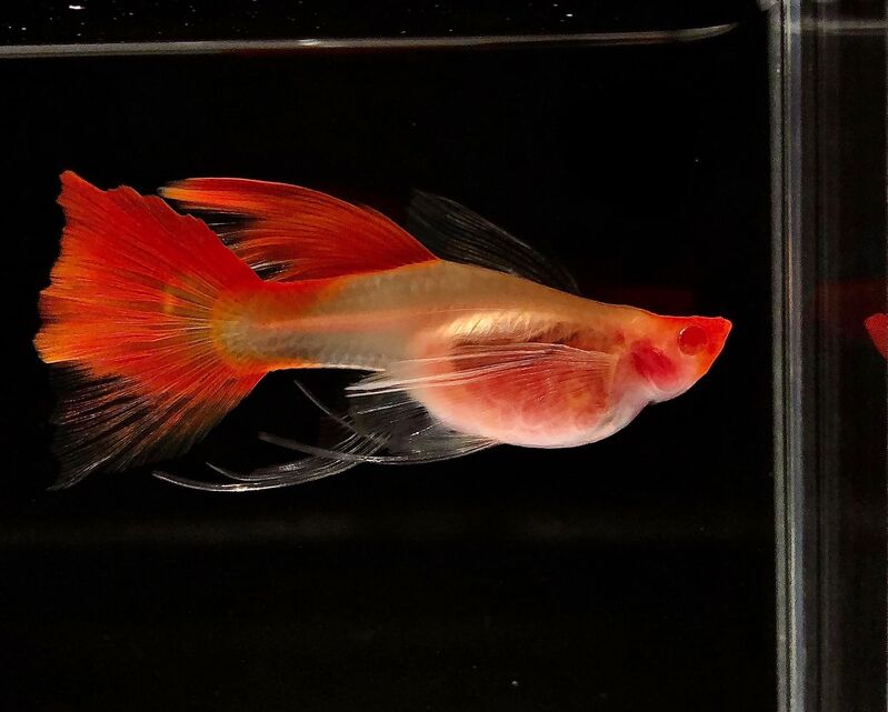 Glass Guppies
