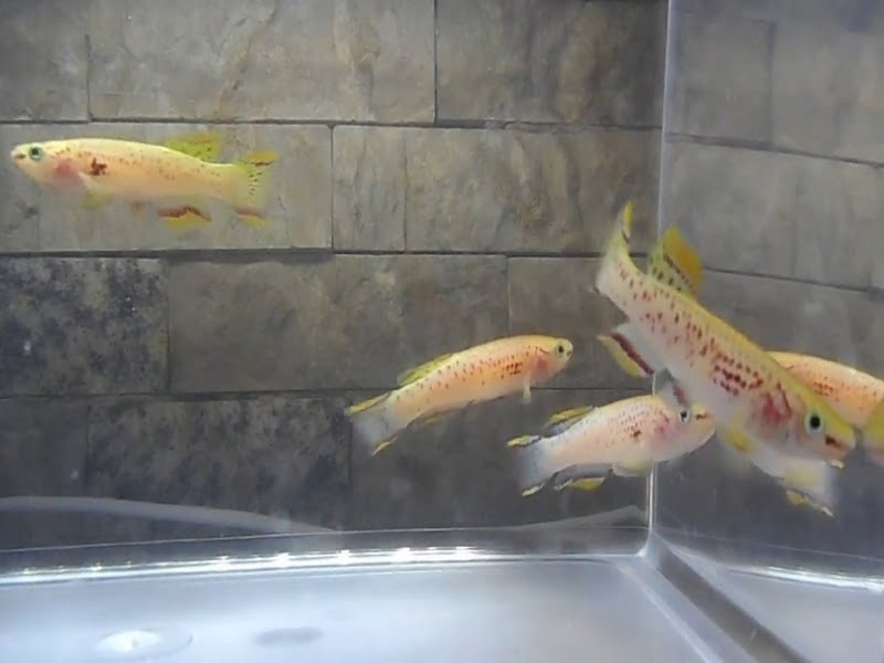 Gold gardneri killifish may be kept with similar-sized fish