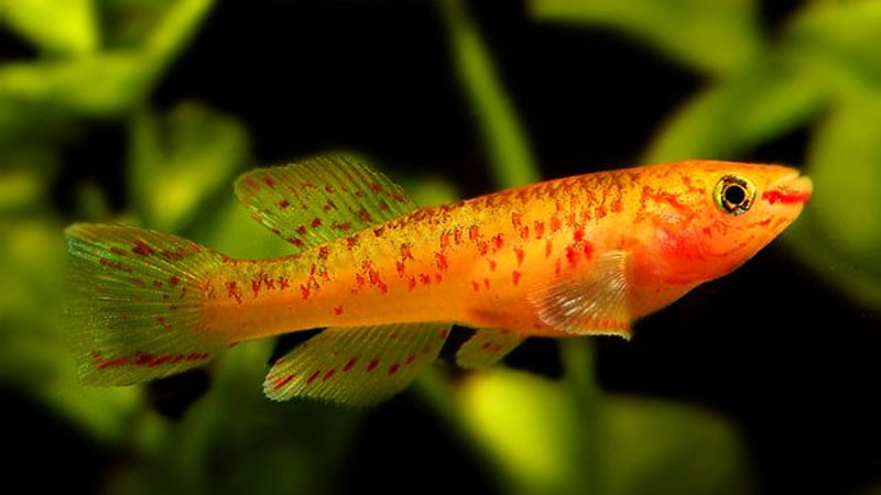 Top 6 Extremely Interesting Information About Gold Gardneri Killifish For Aquarists