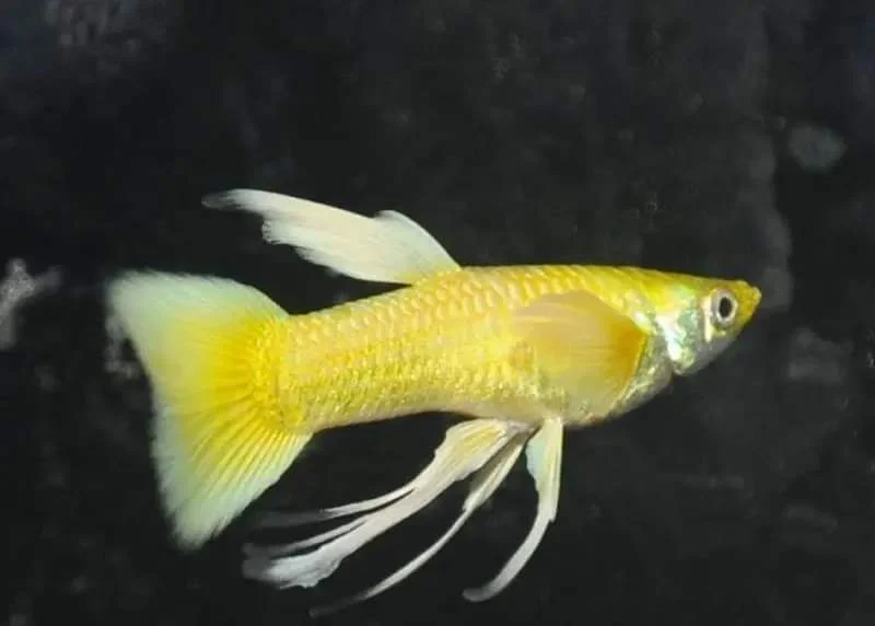 Gold Guppy