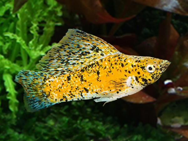 Gold Marble Sailfin Molly