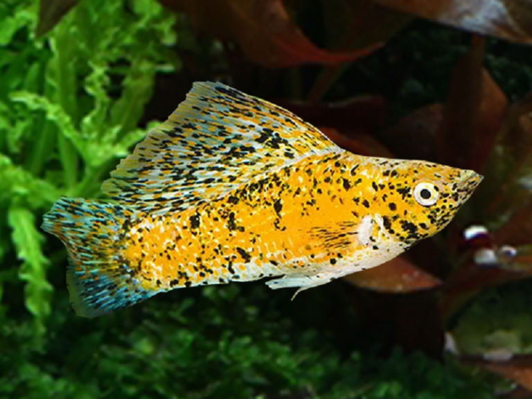 15 Best Molly Fish Colors & Types Friendly For Beginners