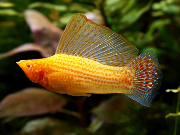 Golden Sailfin Molly