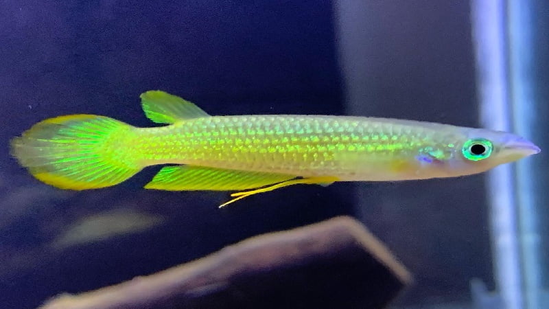Golden Wonder Killifish Care: 8 Basic Requirements For A Healthy Fish