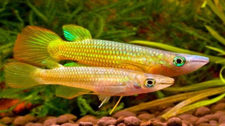 Golden Wonder Killifish Eggs: What Do You Need To Keep In Mind?