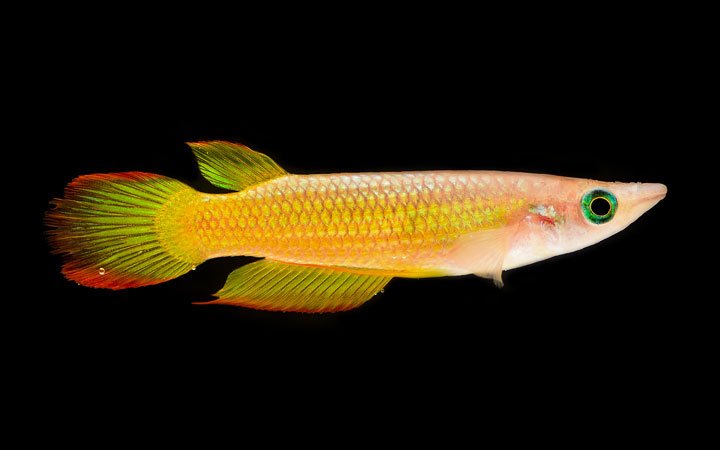 The Golden Wonder Killifish is an egg layer