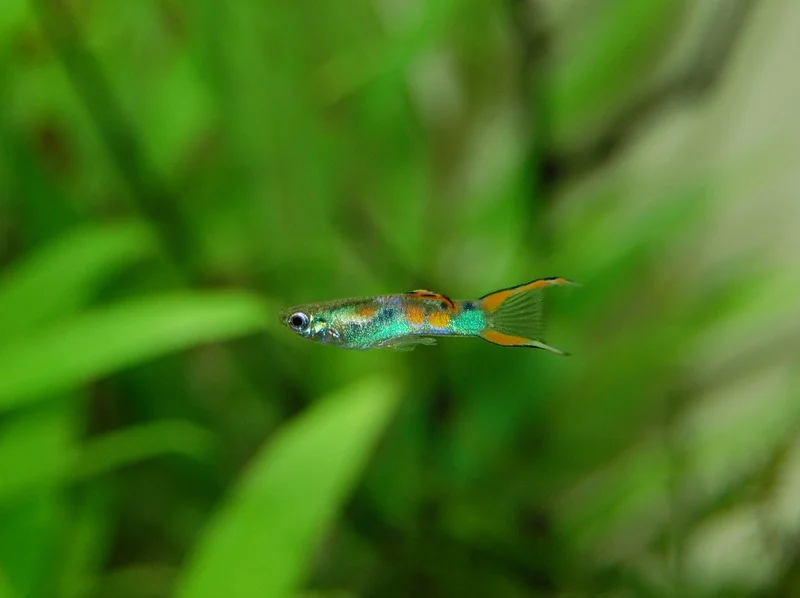 Green guppy