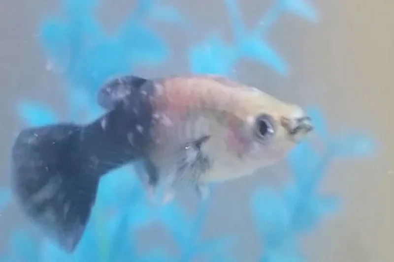 Guppies are susceptible to various diseases.