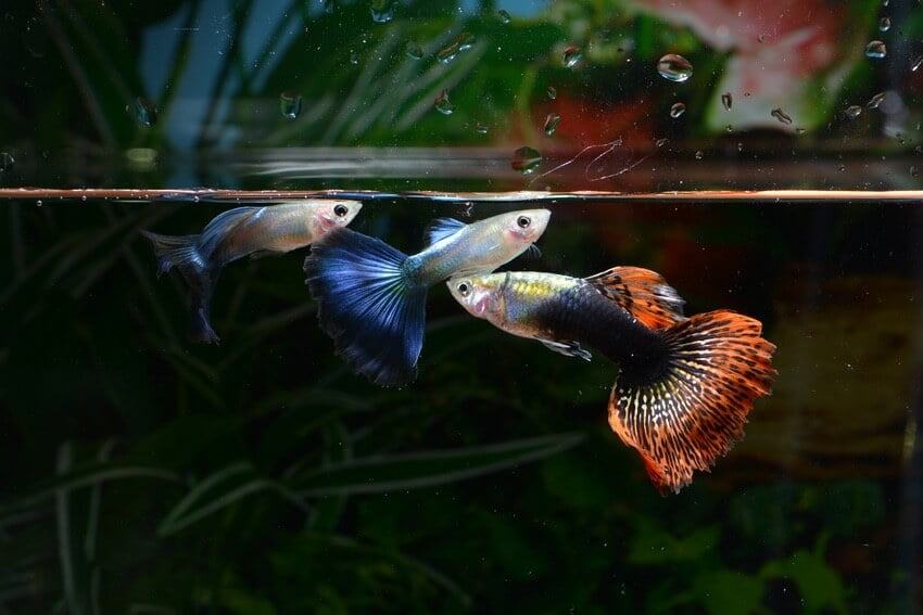Guppies have a lifespan of only two to five years