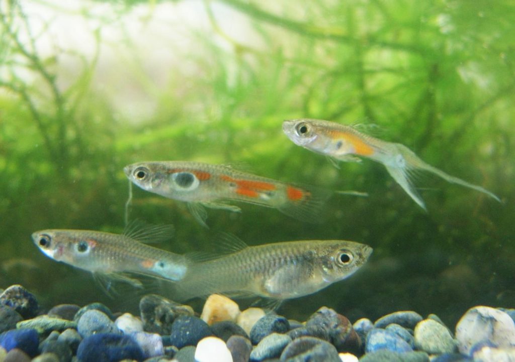 Guppies living in the wild can generally live for about two years.