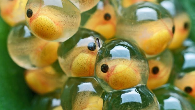 Guppy Fish Eggs: 3 Important Facts You Need To Know