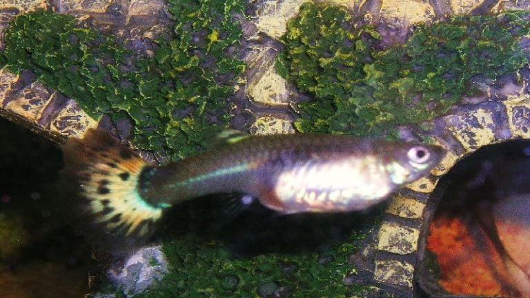 Guppy Fish Giving Birth: Top Useful Suggestions To Learn