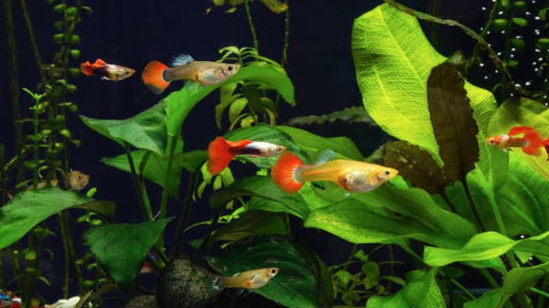 Guppy Fish Male And Female Are Easy To Identify: Ways To Know Them