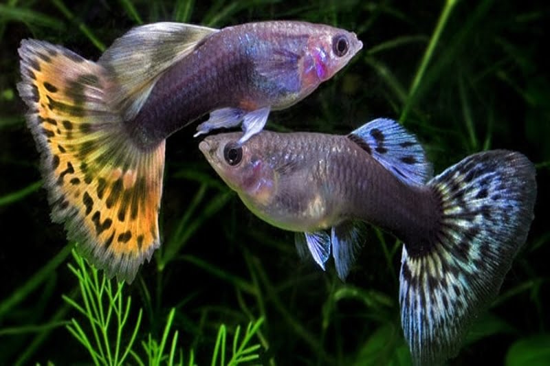Guppy Fish Male And Female: Ratio